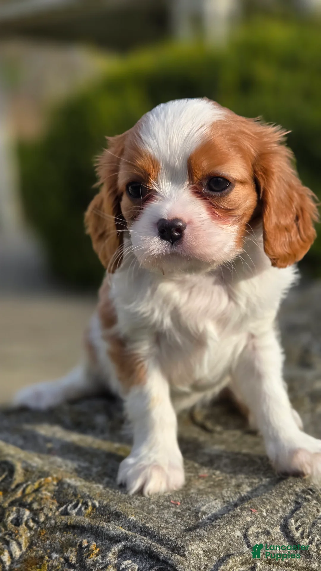 Cavalier King Charles Spaniel dogs for sale: Zion - Ad 1