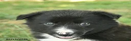 Border Collie dogs for sale: Handsome - Ad 5