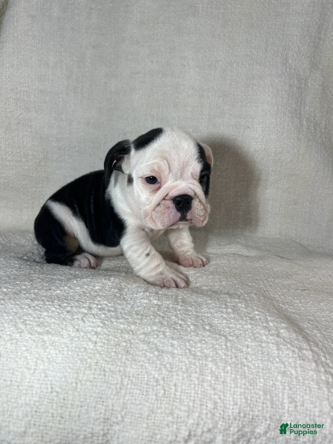 English Bulldog dogs for sale: Zoey - Ad 4