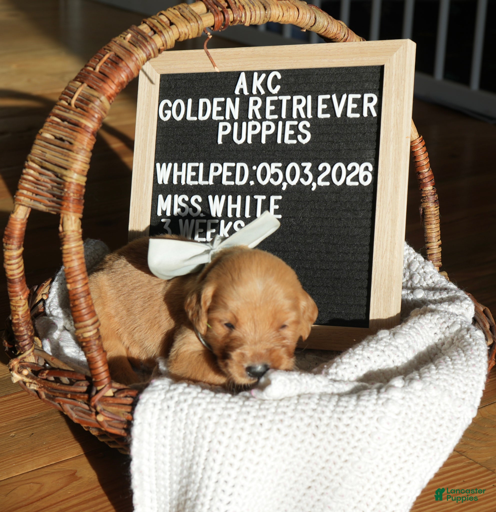 Golden Retriever dogs Miss. White - Ad 1