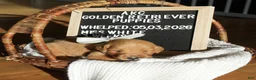 Golden Retriever dogs for sale: Miss. White - Ad 1