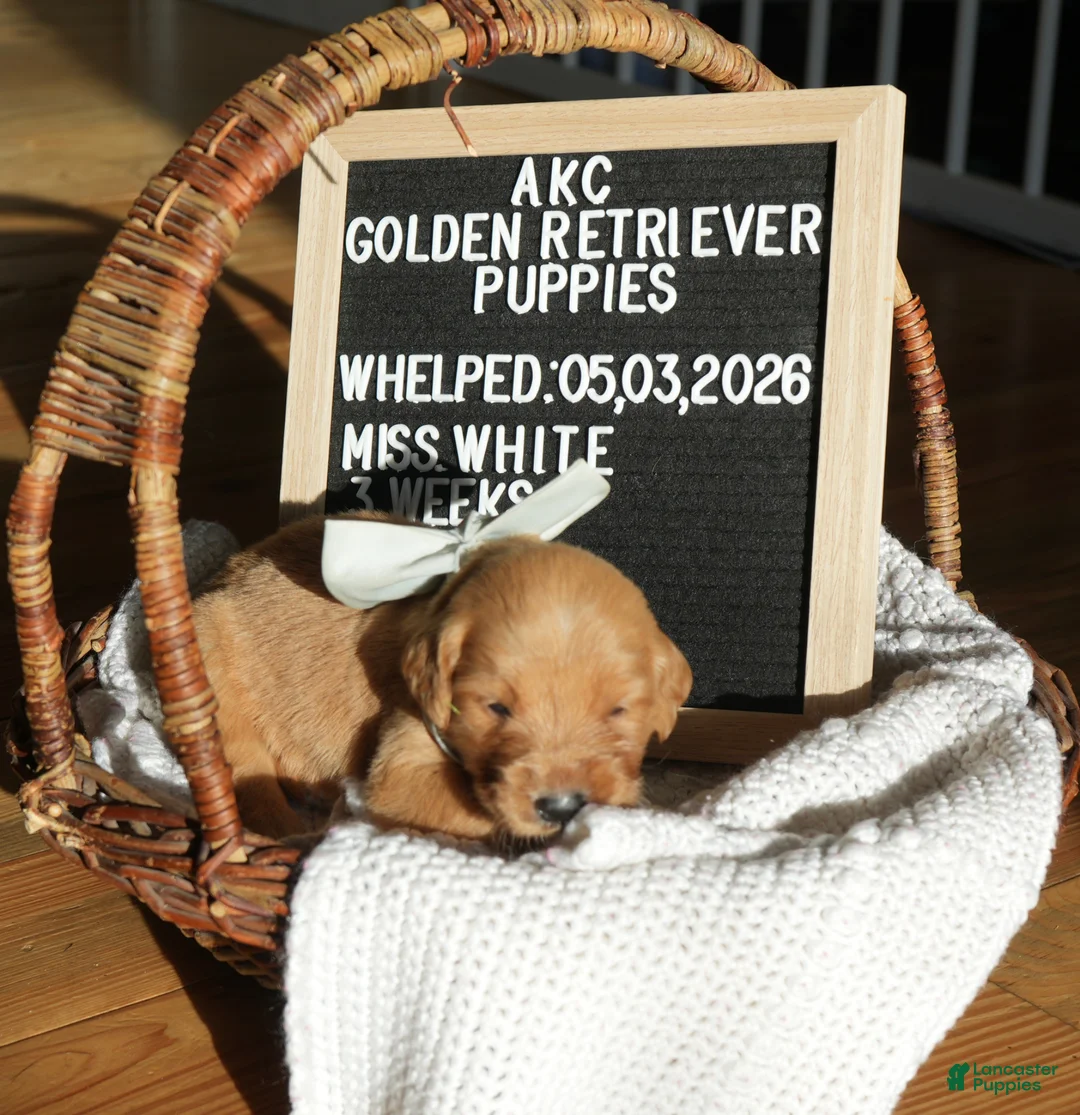Golden Retriever dogs for sale: Miss. White - Ad 1