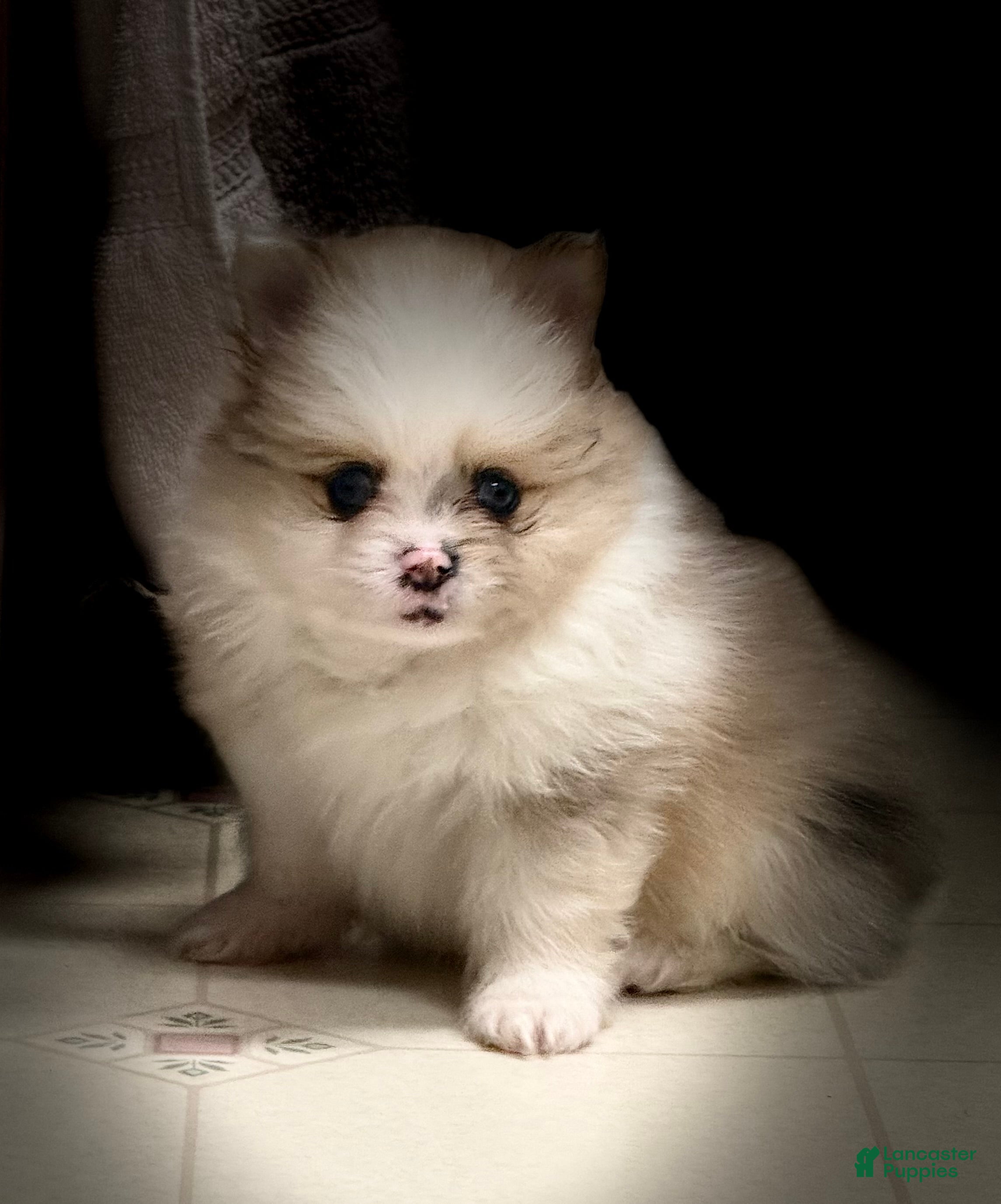 Pomeranian dogs Charlie-  Parti  Pom - Ad 1