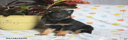 German Shepherd dogs for sale: Wolf   - Ad 1