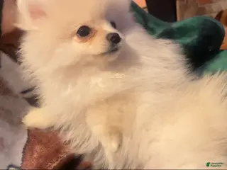 Pomeranian dogs Sasha - Ad 6