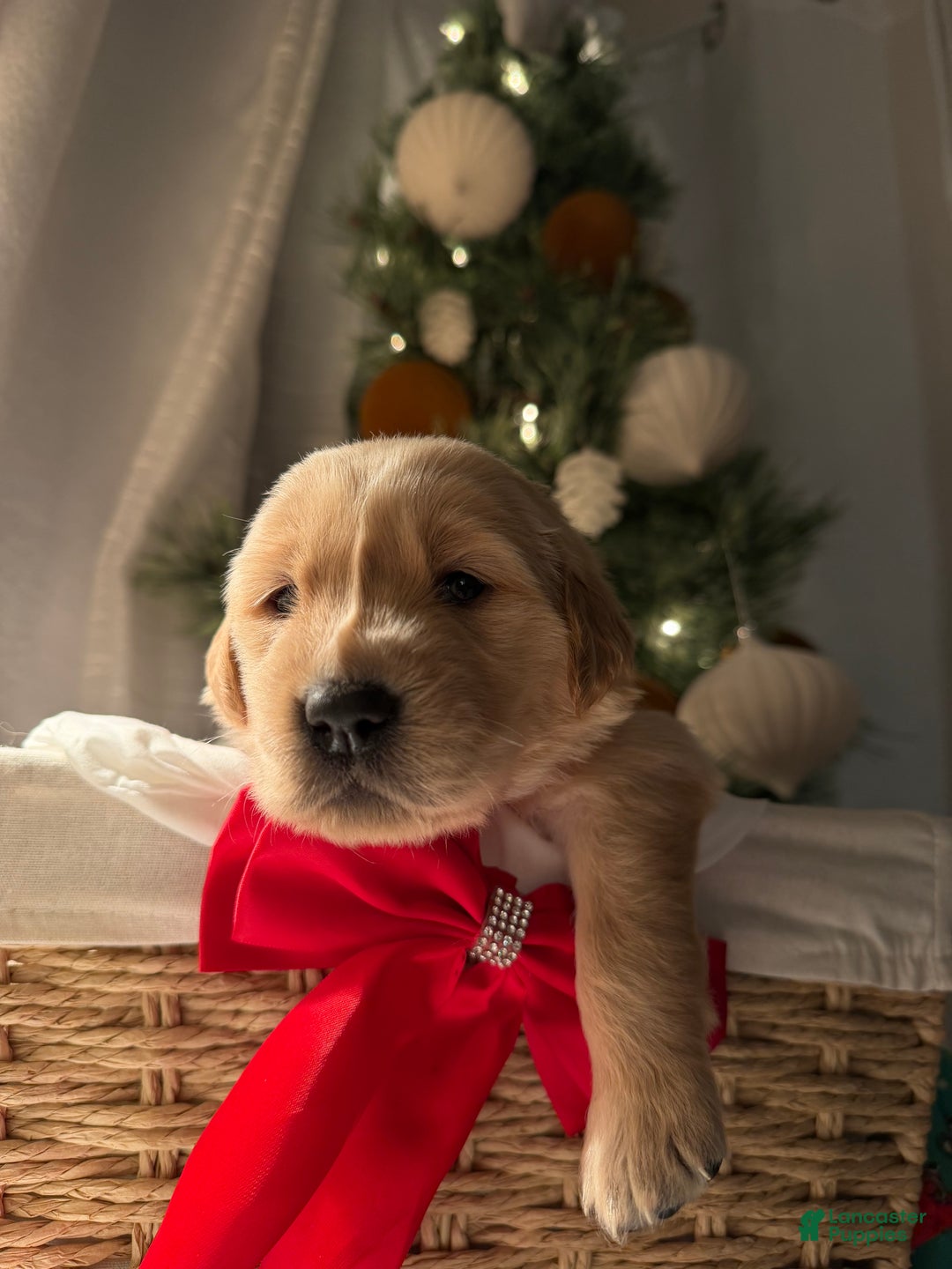 Golden Retriever dogs for sale: Violet - Ad 2