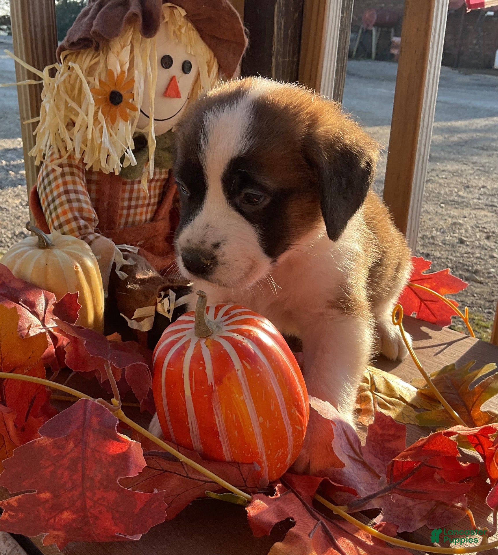 Saint Bernard dogs for sale: Saint Bernard 3. Brownie - Ad 1