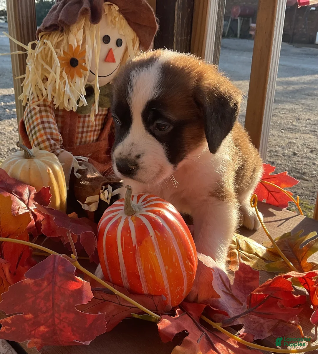Saint Bernard dogs for sale: Saint Bernard 3. Brownie - Ad 1