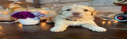 Labradoodle dogs for sale: Chelsey (Girl) - Ad 4