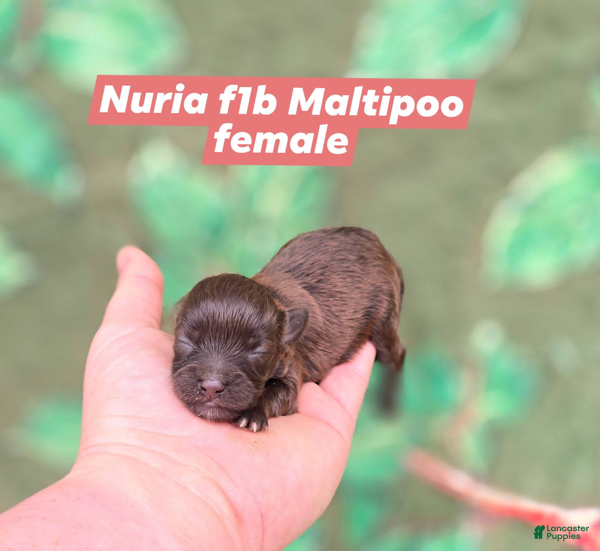 Maltipoo dogs Nuria - Ad 39