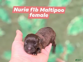 Maltipoo dogs Nuria - Ad 9