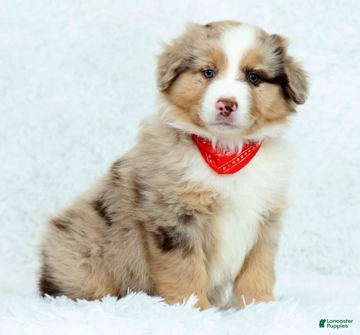 Australian Shepherd dogs Jayce - Ad 1