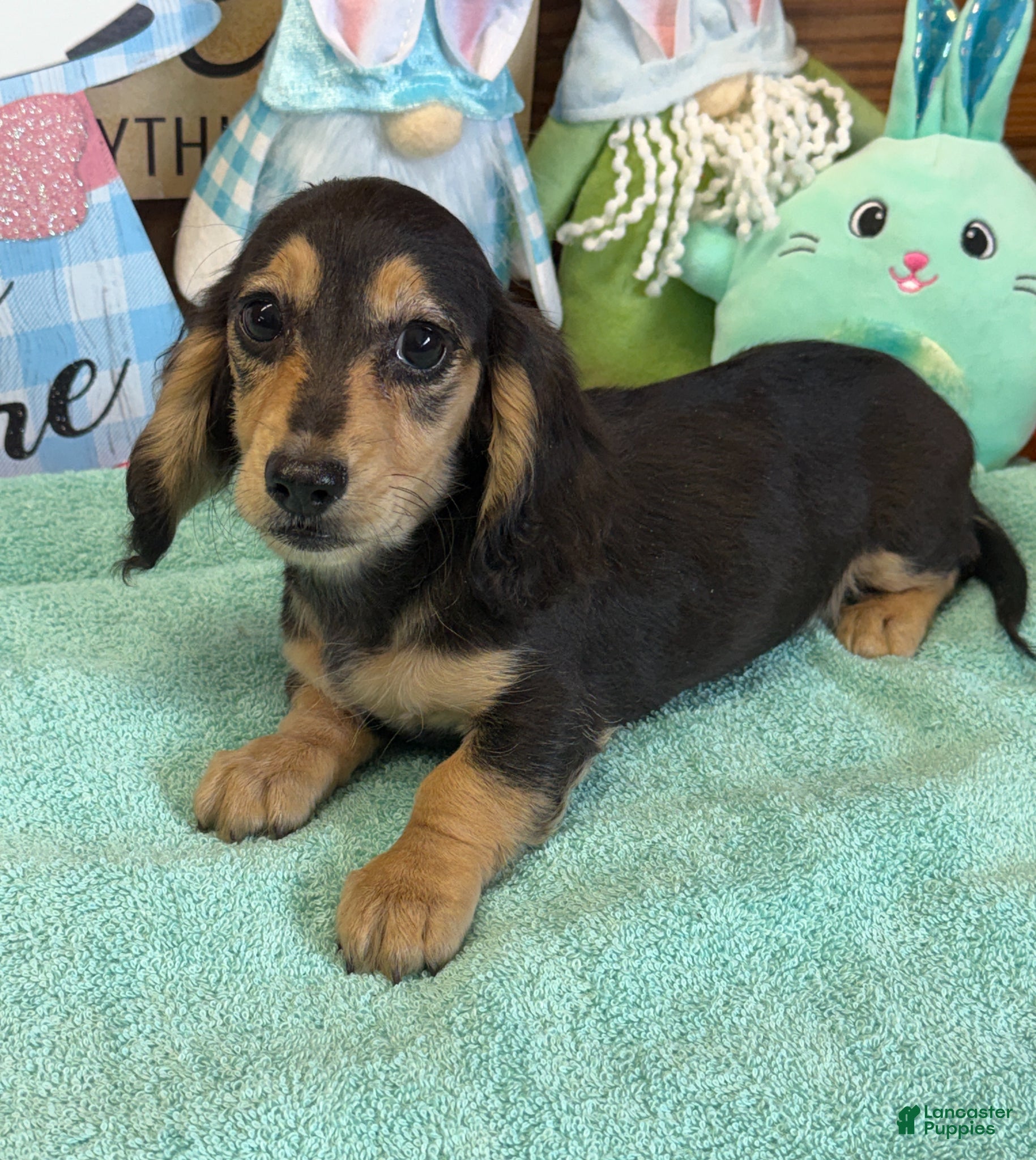Miniature Dachshund dogs Scout - Ad 29