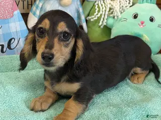 Miniature Dachshund dogs Scout - Ad 29