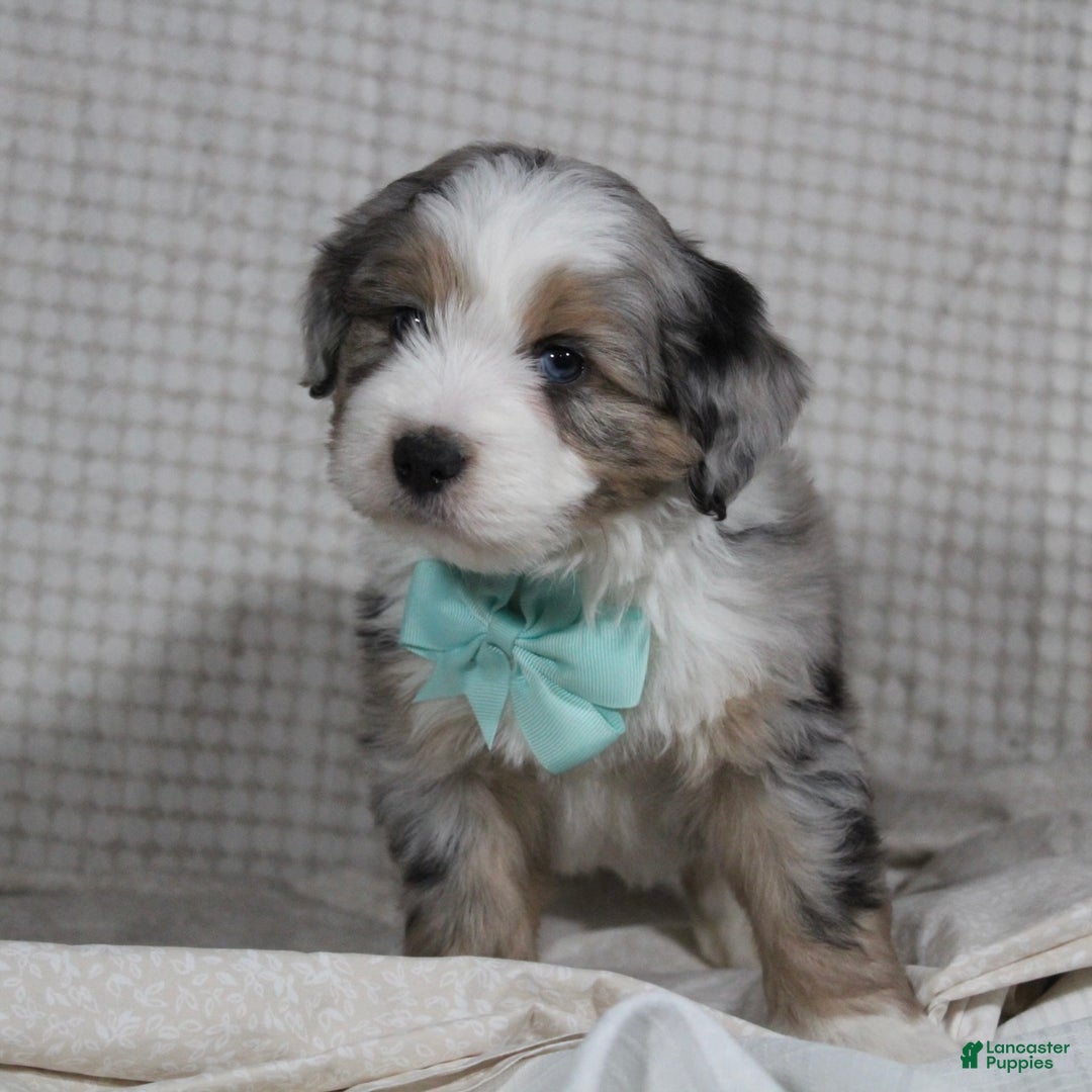 Mini Aussiedoodle dogs for sale: Kojack  - Ad 7