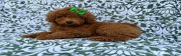 Miniature Poodle dogs for sale: Cali - Ad 8