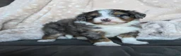 Mini Bernedoodle dogs for sale: Mini Callie - Ad 7