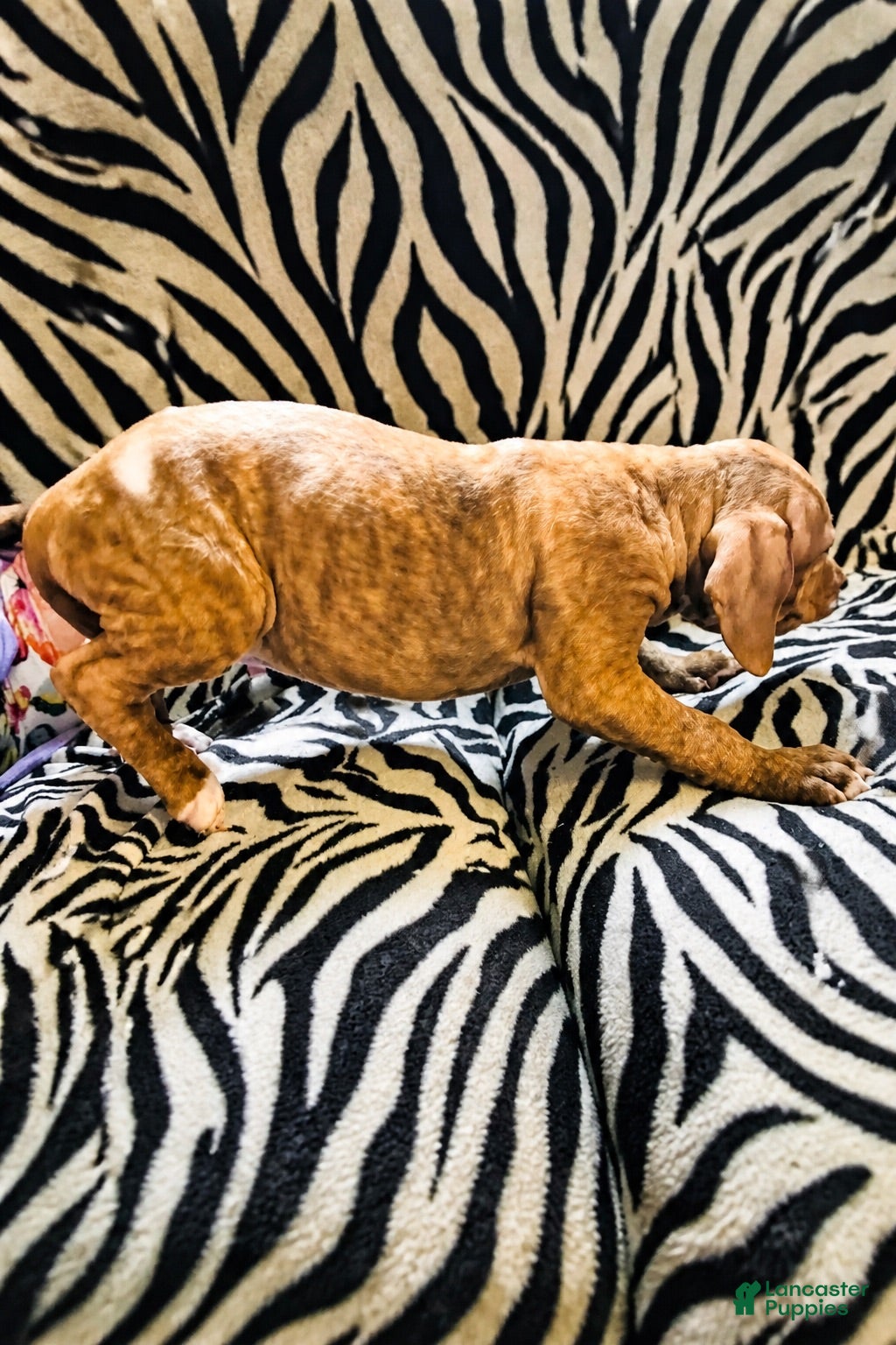 Mixed Breed dogs Mixed Breed 1 - Ad 13