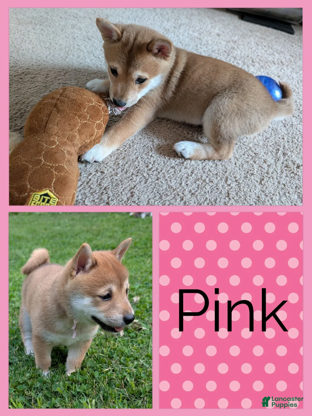 Shiba Inu dogs for sale: Rose  - Ad 1