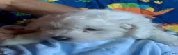 Maltipoo dogs for sale: Maltipoo Puppy 2 - Ad 4