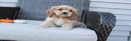 Cocker Spaniel dogs for sale: Cinnamon - Ad 5