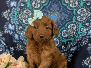Cavapoo dogs for sale: India - Ad 1