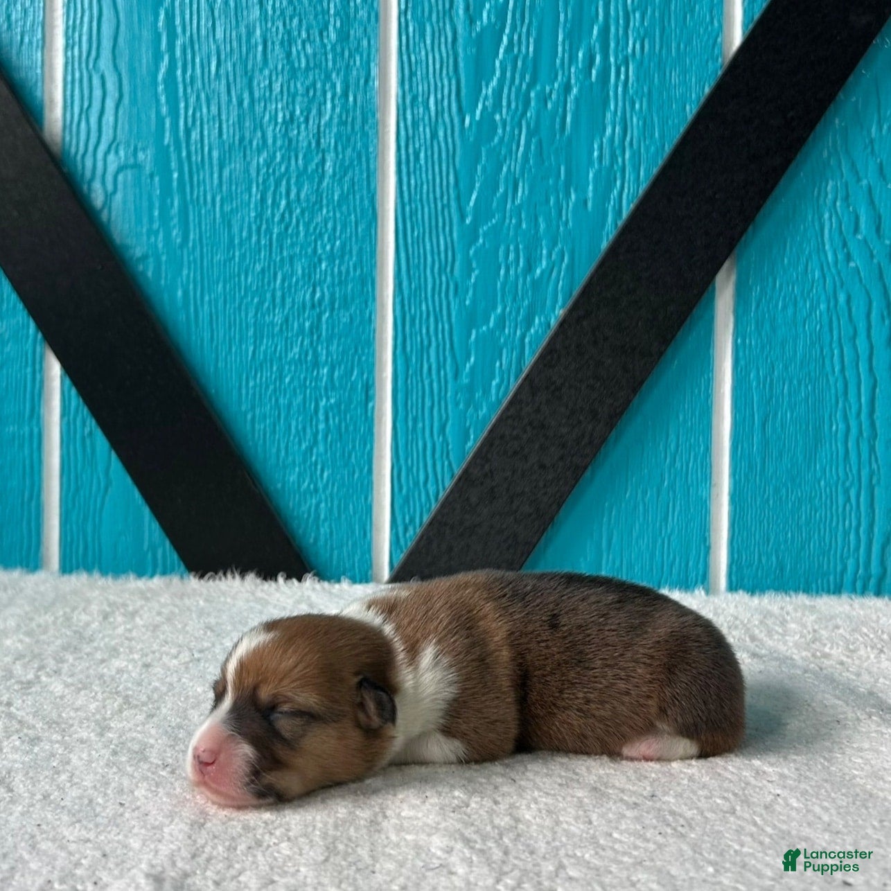 Welsh Corgi Pembroke dogs Samantha Welsh Corgi Pembroke Puppy  - Ad 2