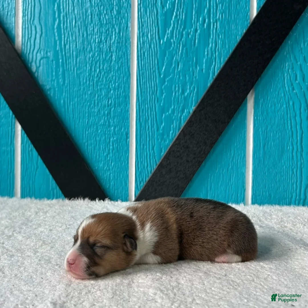 Welsh Corgi Pembroke dogs for sale: Samantha Welsh Corgi Pembroke Puppy  - Ad 2