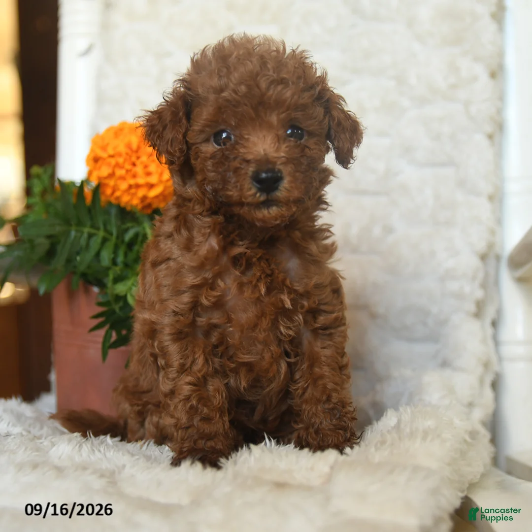 Miniature Poodle dogs for sale: Nibbles - Ad 5