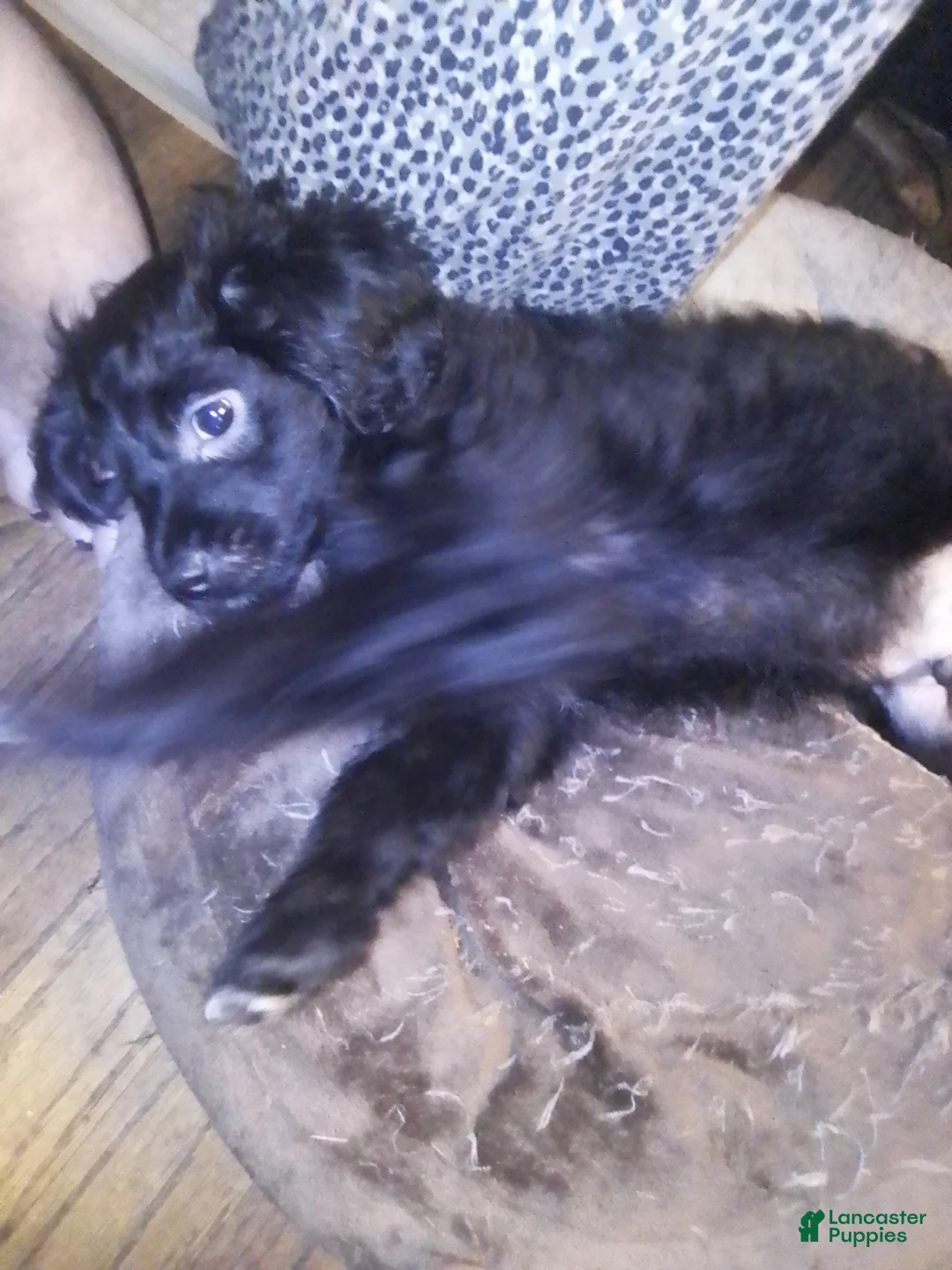 Mini Aussiedoodle dogs for sale: Mini Aussiedoodle Puppy 3 - Ad 2