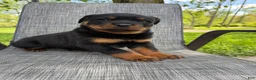 Rottweiler dogs for sale: Fritz - Ad 6