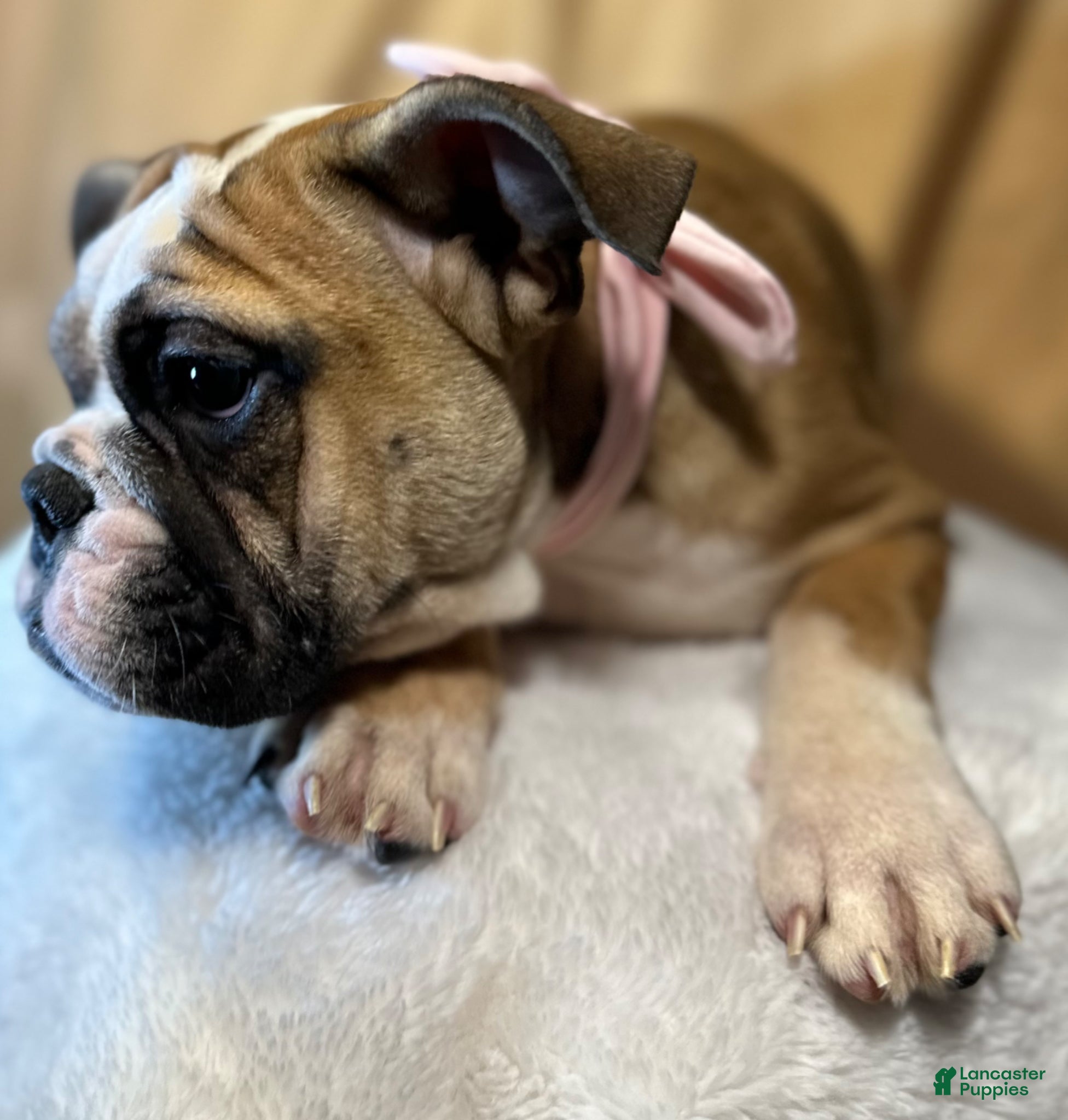 English Bulldog dogs Destiny  - Ad 33