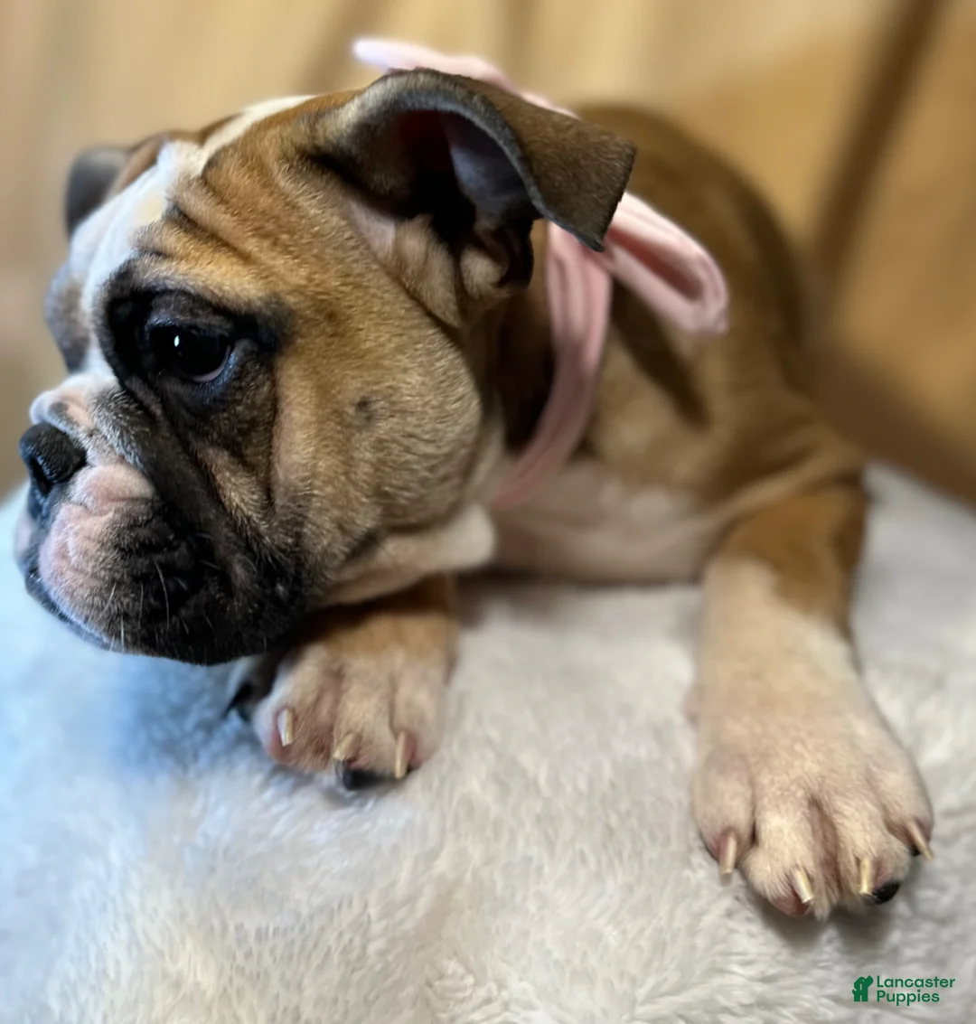 English Bulldog dogs for sale: Destiny  - Ad 1