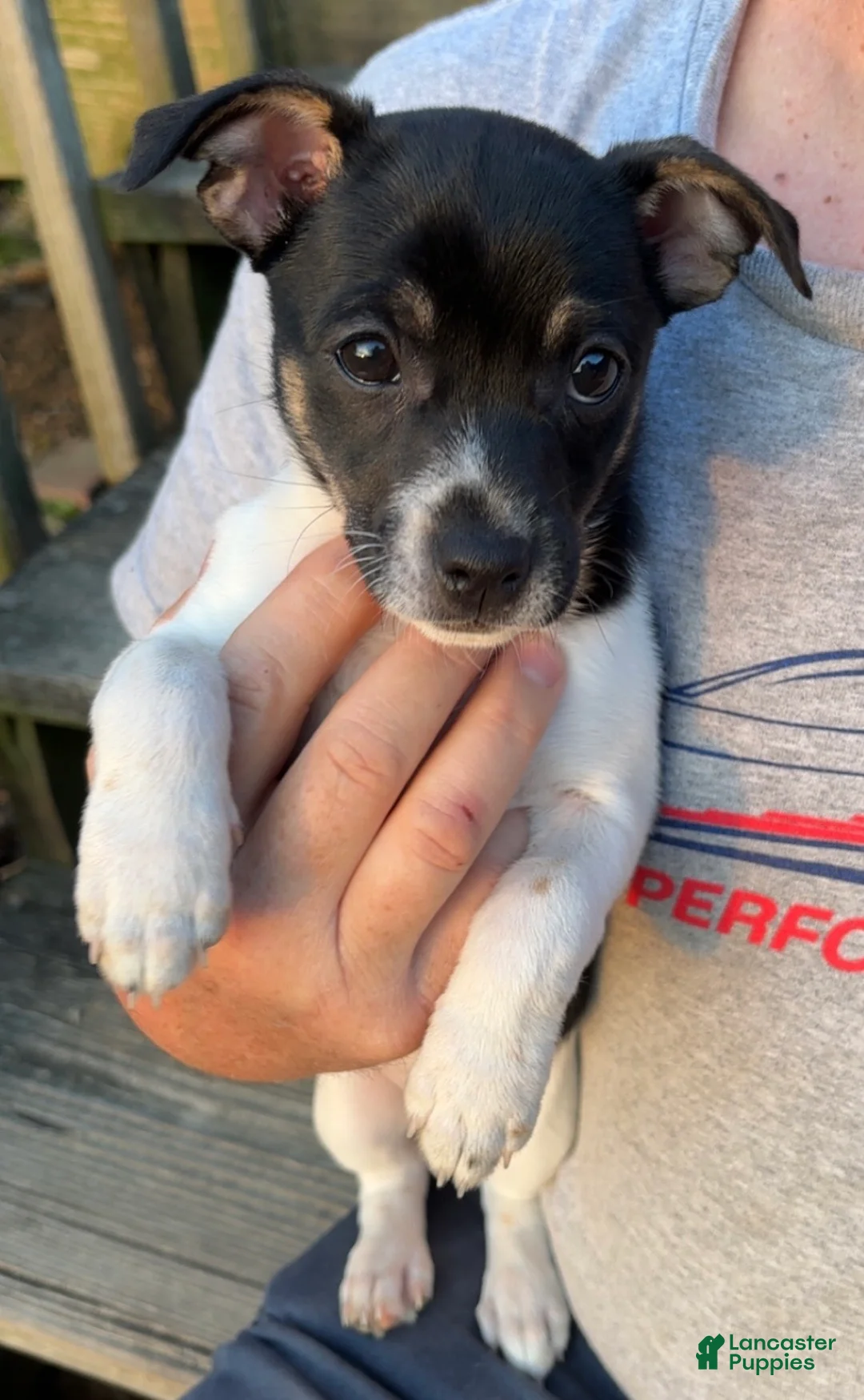 Rat Terrier dogs for sale: Rat Terrier Puppy 3 - Ad 2