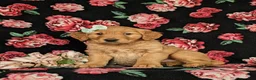 Golden Retriever dogs for sale: Mylie AKC registered - Ad 2