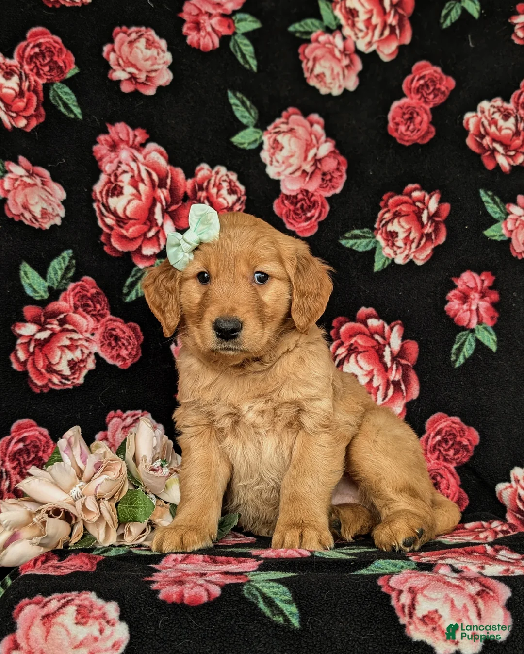 Golden Retriever dogs for sale: Mylie AKC registered - Ad 2