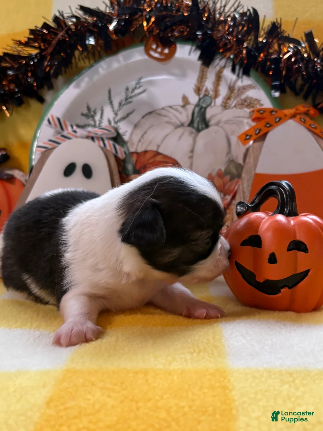 Chihuahua dogs for sale: Chihuahua 2 - Ad 1