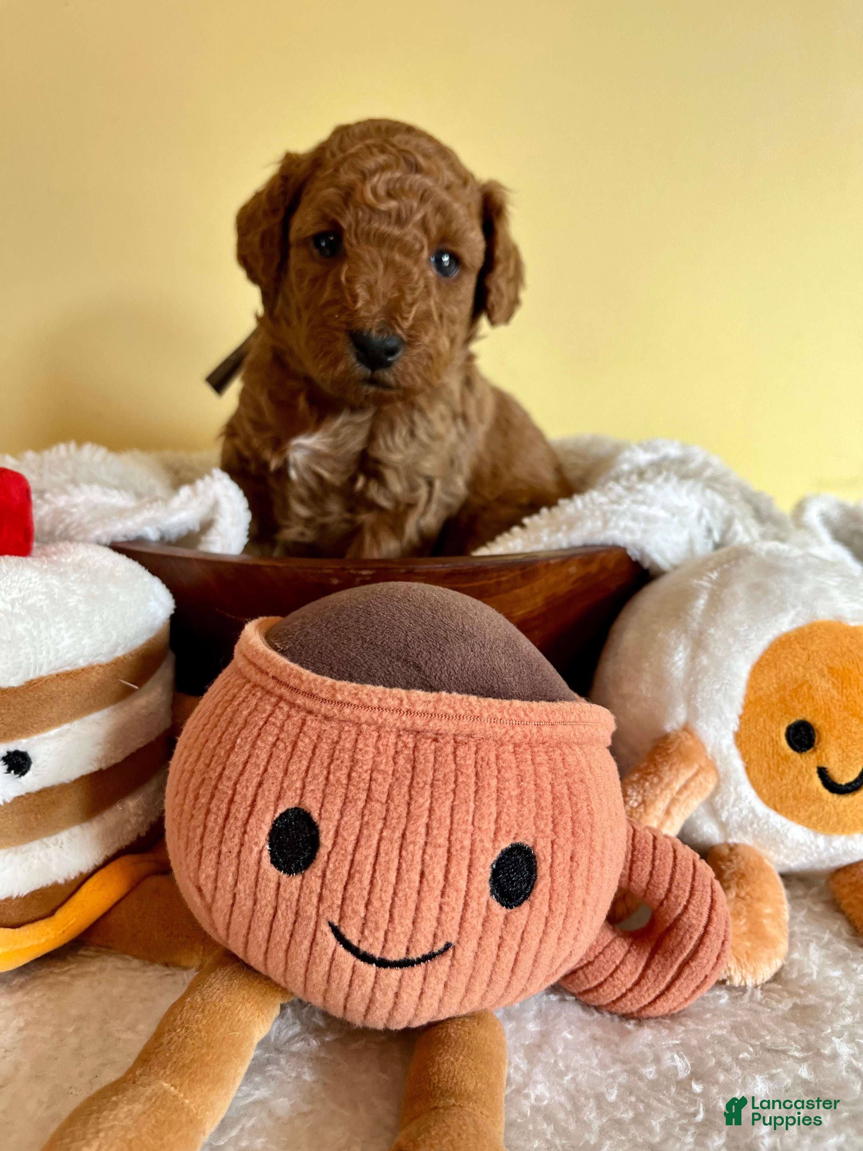 Mini Goldendoodle dogs Bagel - Ad 38