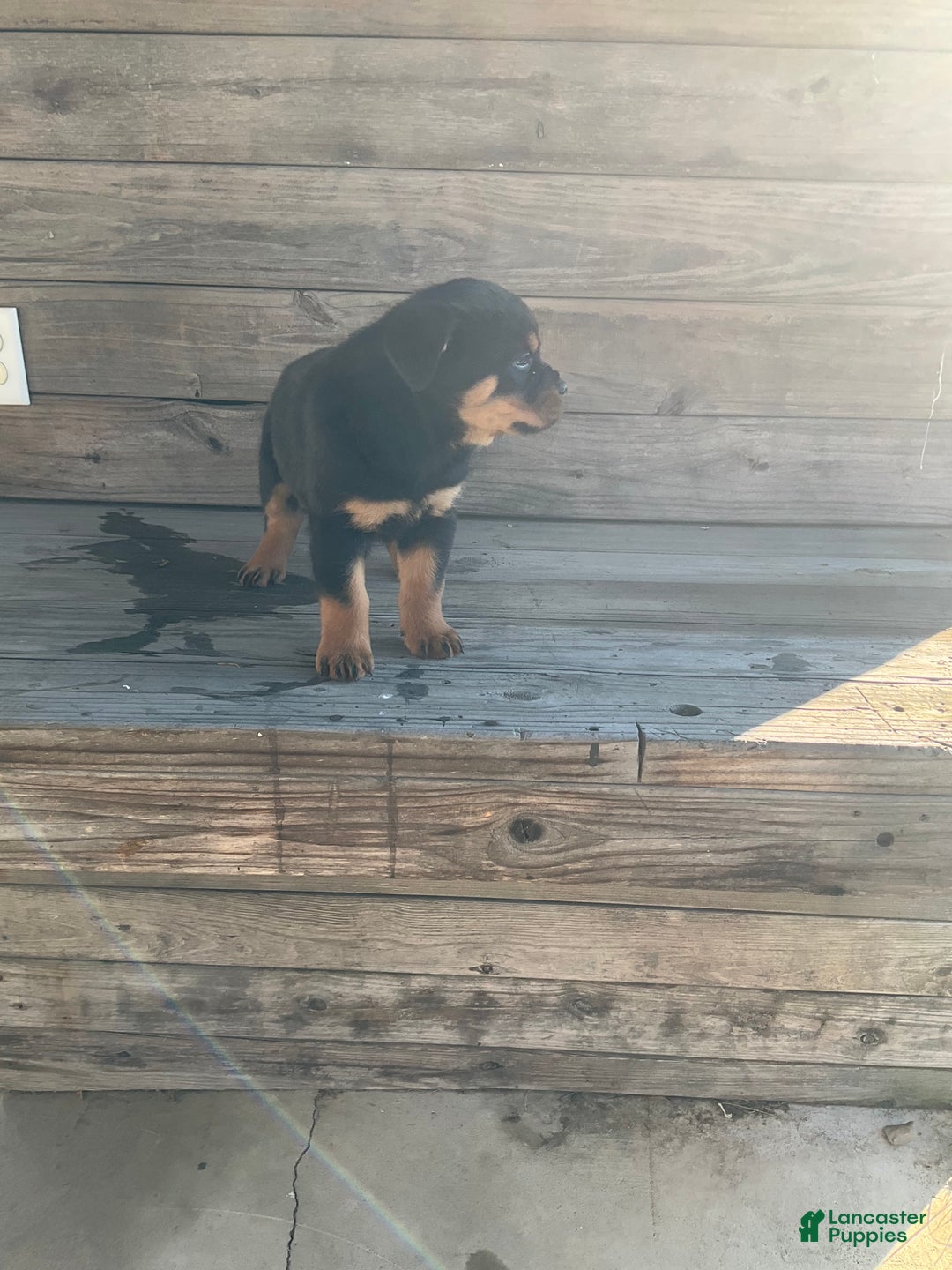 Rottweiler dogs for sale: Coco  - Ad 2
