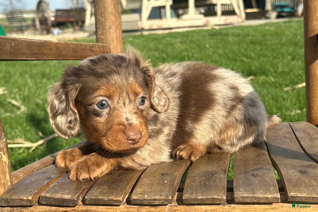 Dachshund dogs for sale: Donald - Ad 1