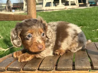 Dachshund dogs Donald - Ad 29