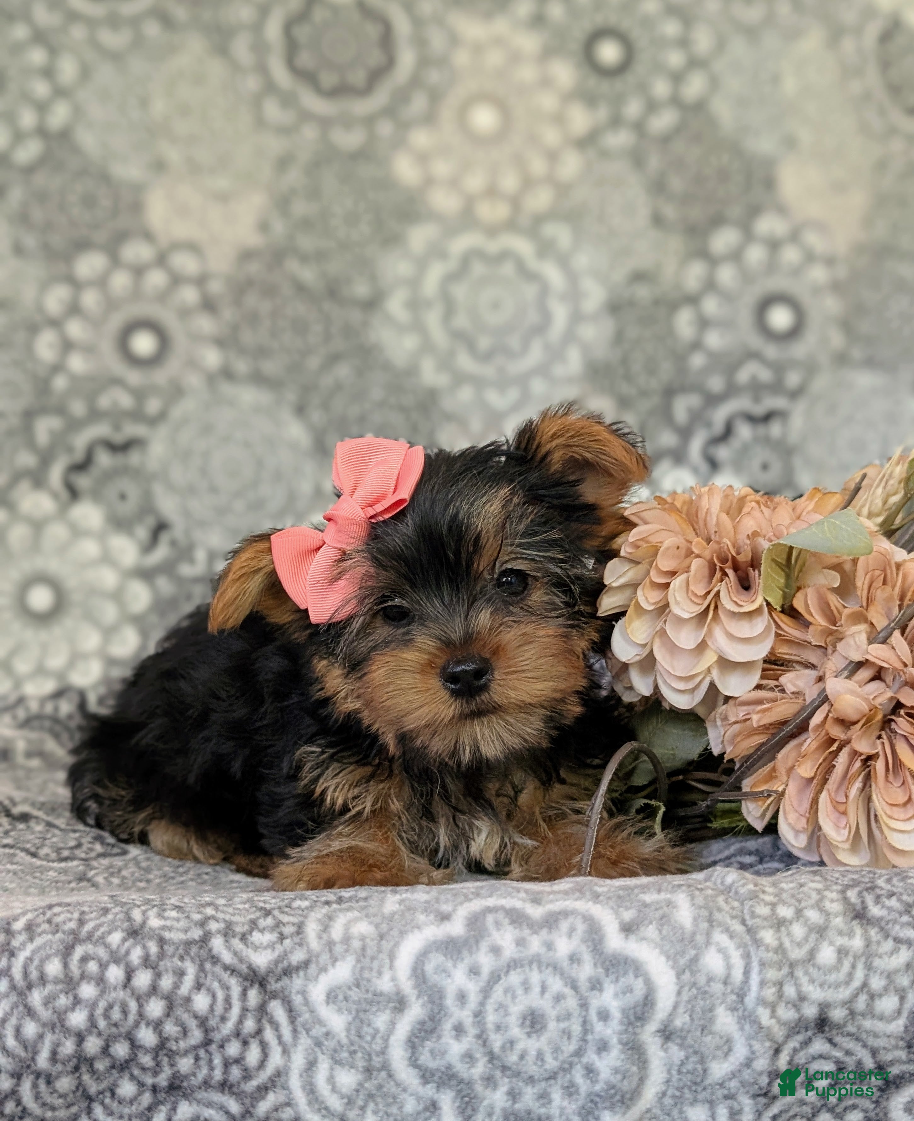 Yorkshire Terrier dogs for sale: Lindie 7 lbs Full Grown - Ad 8