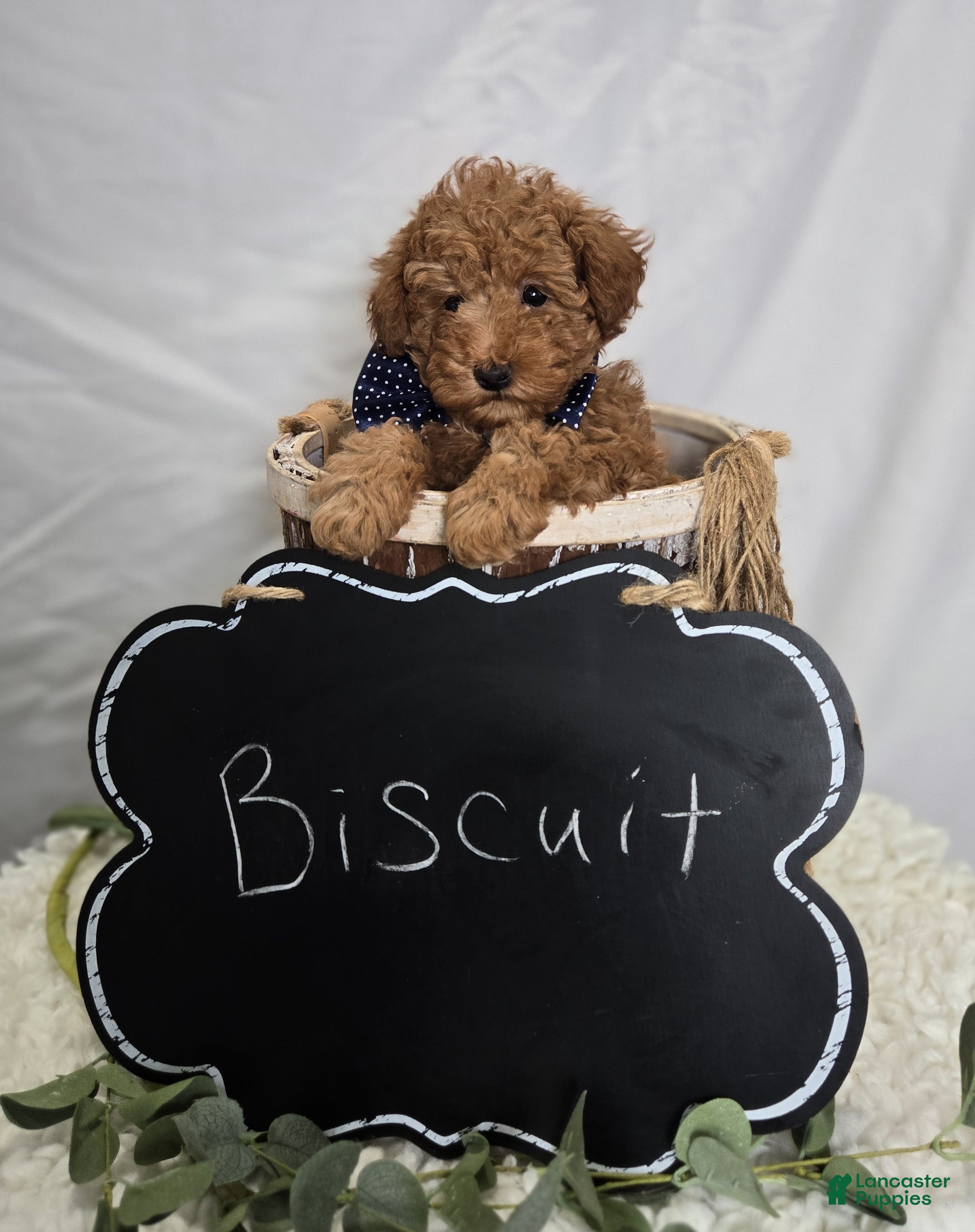 Toy Poodle dogs Biscuit - Ad 2