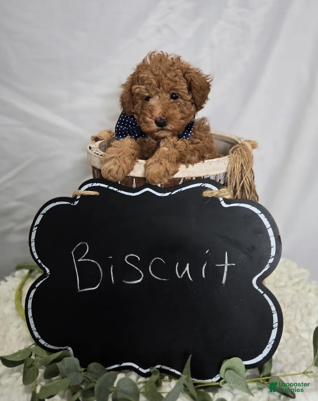 Toy Poodle dogs for sale: Biscuit - Ad 2