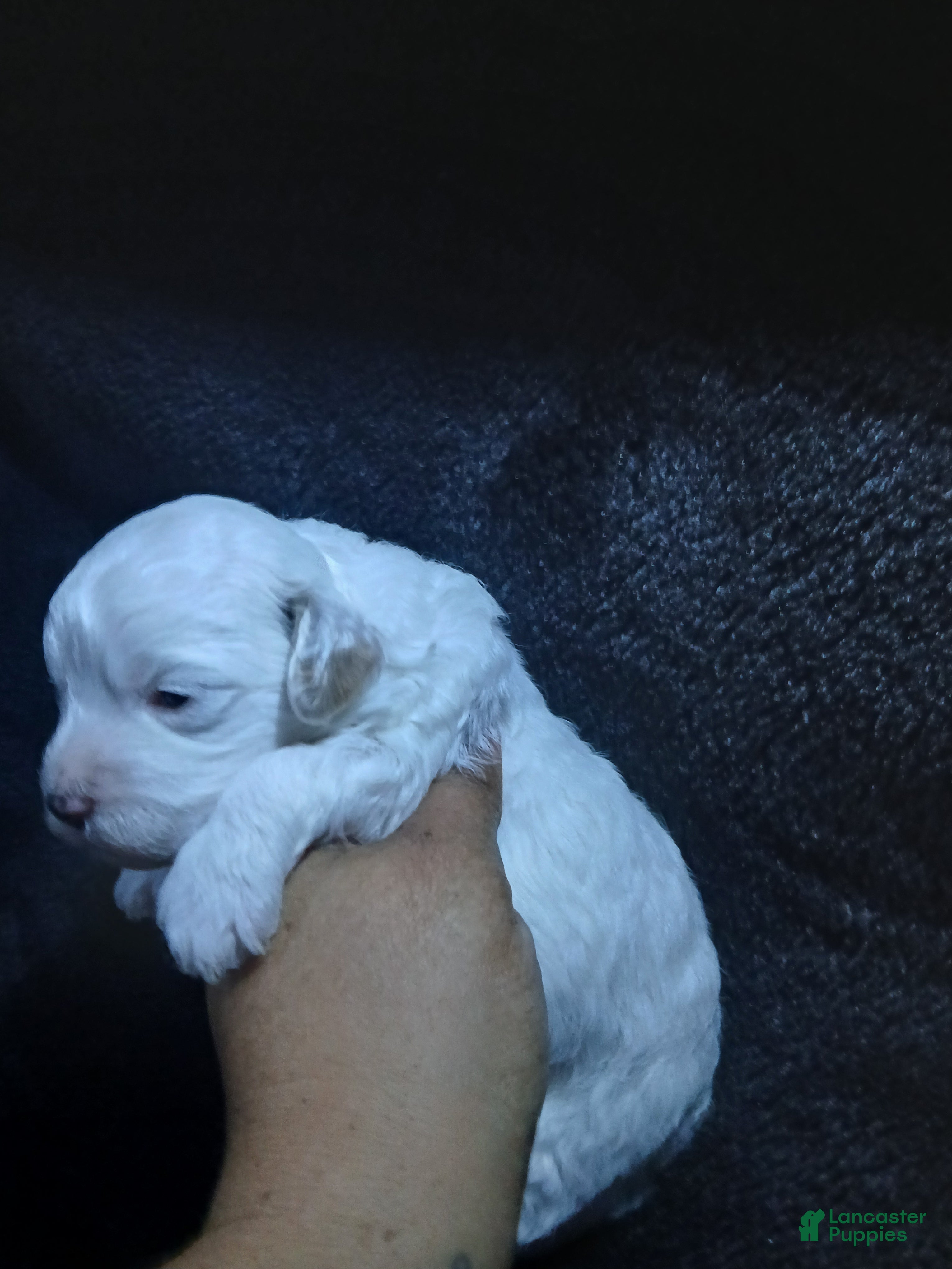 Mixed Breed dogs Bourbon - Ad 42