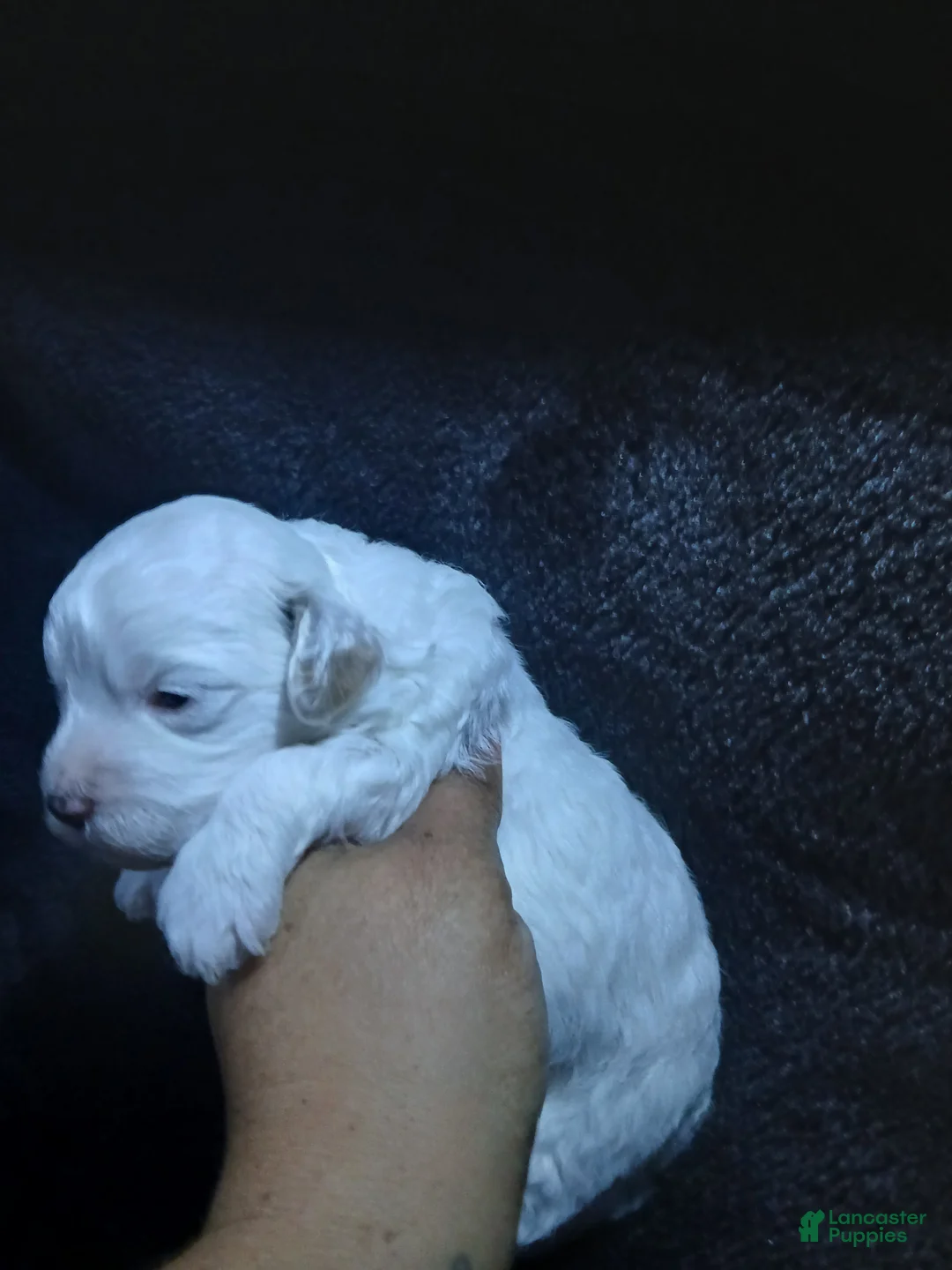 Mixed Breed dogs for sale: Bourbon - Ad 1