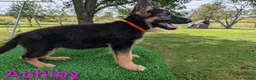 German Shepherd dogs for sale: Ashley - Ad 4
