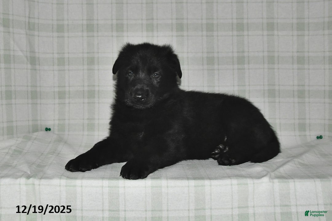 German Shepherd dogs for sale: Zander - Ad 4