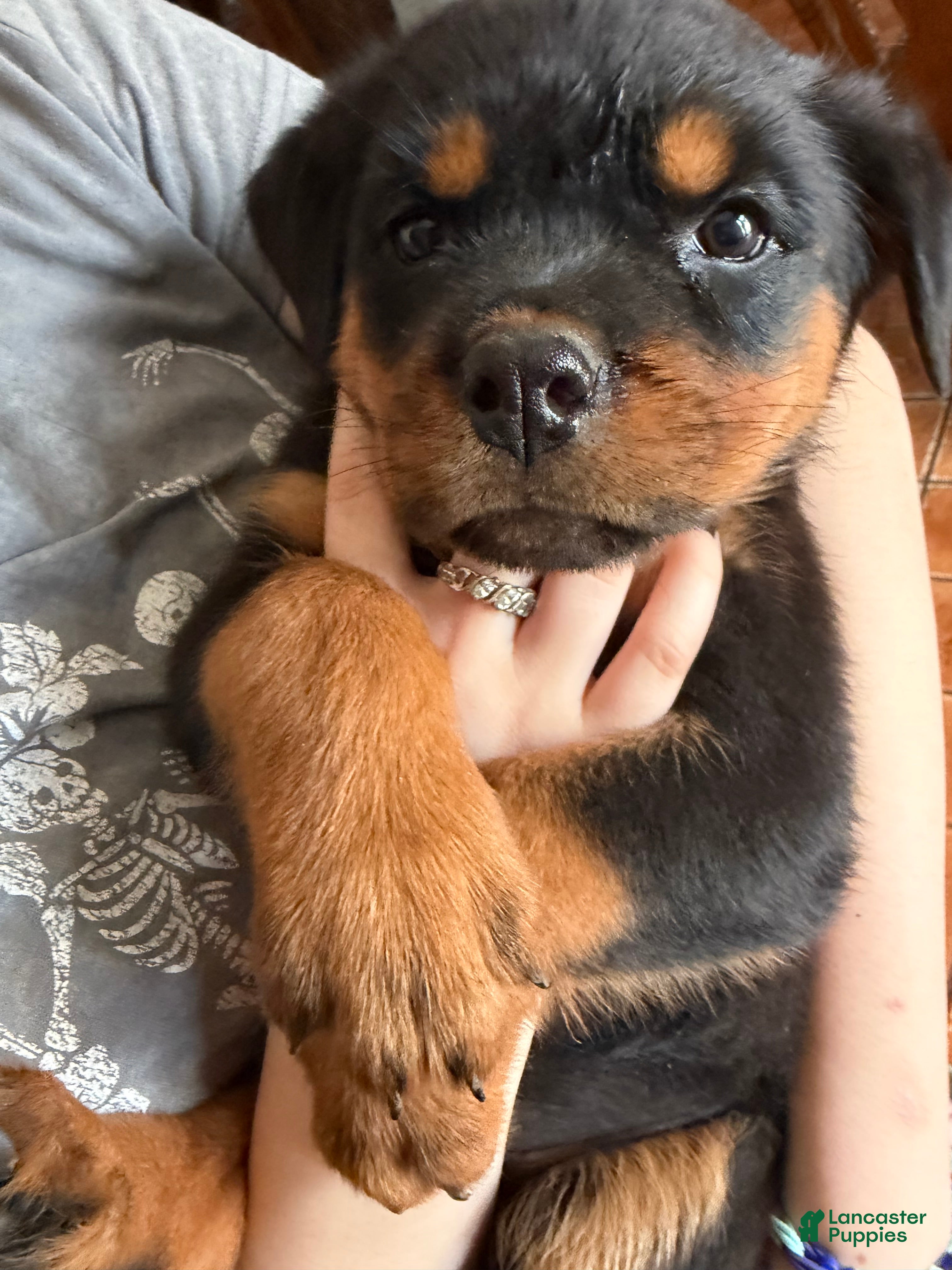 Rottweiler dogs Rottweiler Puppy 10 - Ad 1