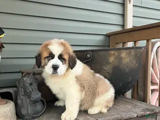 Saint Bernard dogs Saint Bernard Puppy 5 - Ad 30